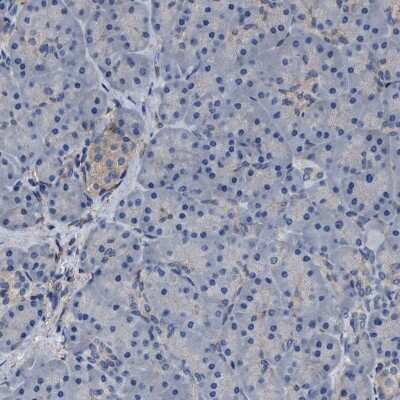 Immunohistochemistry-Paraffin C9orf103 Antibody - BSA Free