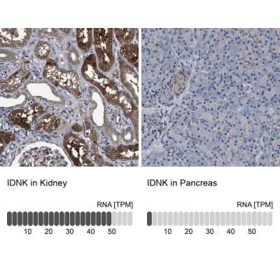 Immunohistochemistry-Paraffin C9orf103 Antibody - BSA Free