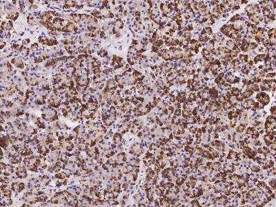 Immunohistochemistry-Paraffin: C9orf163 Antibody [NBP3-06061] - Immunochemical staining of human C9orf163 in human pancreas with rabbit polyclonal antibody at 1:100 dilution, formalin-fixed paraffin embedded sections.