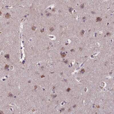 Immunohistochemistry-Paraffin: C9orf167 Antibody [NBP1-93983] - Staining of human cerebral cortex shows moderate granular cytoplasmic positivity in neurons.