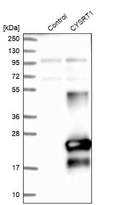 Western Blot: C9orf169 Antibody [NBP1-81056] - Analysis in control (vector only transfected HEK293T lysate) and CYSRT1 over-expression lysate (Co-expressed with a C-terminal myc-DDK tag (3.1 kDa) in mammalian HEK293T cells).