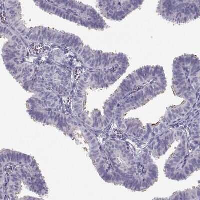 Immunohistochemistry-Paraffin CFAP77 Antibody - BSA Free