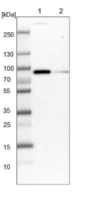 Western Blot: AJM1 Antibody [NBP1-90935] - Lane 1: NIH-3T3 cell lysate (Mouse embryonic fibroblast cells). Lane 2: NBT-II cell lysate (Rat Wistar bladder tumor cells).