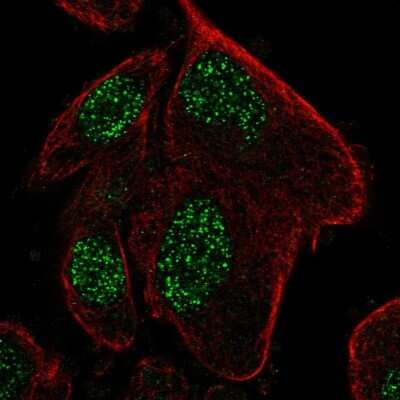 Immunocytochemistry/ Immunofluorescence RPP25L Antibody - BSA Free