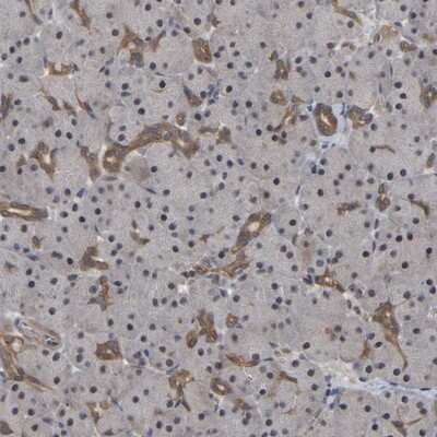 Immunohistochemistry-Paraffin: C9orf25 Antibody [NBP1-88741] - Staining of human pancreas shows distinct positivity in intercalated ducts.