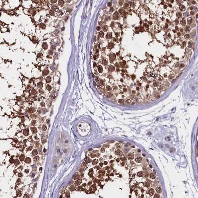 Immunohistochemistry-Paraffin: C9orf40 Antibody [NBP1-90447] - Staining of human testis shows high expression.