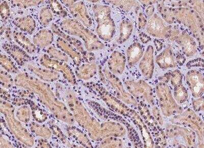 Immunohistochemistry-Paraffin: C9orf40 Antibody [NBP3-05929] - Staining of human C9orf40 in human kidney with rabbit polyclonal antibody at 1:100 dilution.