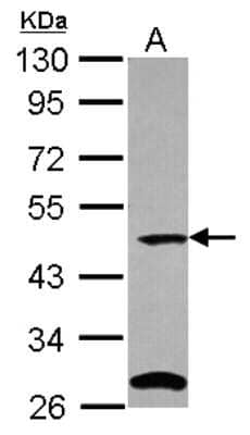 Western Blot C9orf43 Antibody