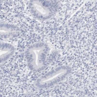 Immunohistochemistry-Paraffin: C9orf50 Antibody [NBP1-93824] - Staining of human endometrium shows low expression as expected.