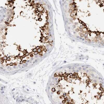 Immunohistochemistry-Paraffin: C9orf50 Antibody [NBP1-93824] - Staining of human testis shows high expression.