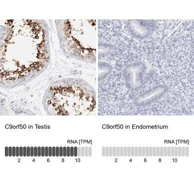 Immunohistochemistry-Paraffin: C9orf50 Antibody [NBP1-93824] - Staining in human testis and endometrium tissues using anti-C9orf50 antibody. Corresponding C9orf50 RNA-seq data are presented for the same tissues.