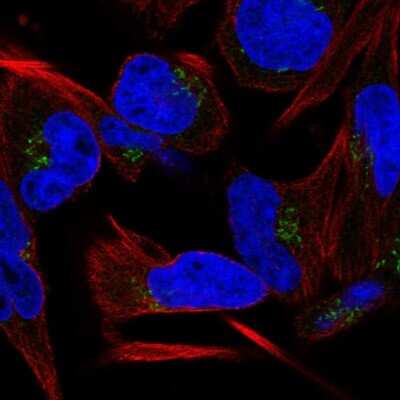 Immunocytochemistry/ Immunofluorescence C9orf64 Antibody - BSA Free