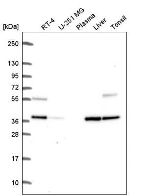 Western Blot C9orf64 Antibody - BSA Free