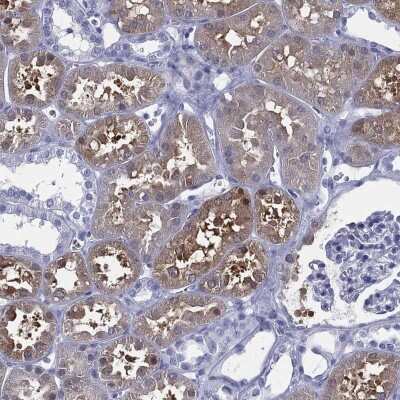 Immunohistochemistry-Paraffin: C9orf71 Antibody [NBP3-16962] - Staining of human kidney shows high expression.