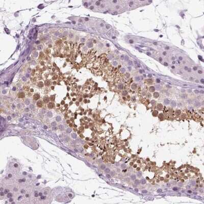 Immunohistochemistry-Paraffin: C9orf79 Antibody [NBP1-93822] - Staining of human testis shows high expression.