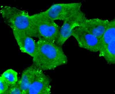 Immunocytochemistry/Immunofluorescence: CA125/MUC16 Antibody (SN0715) [NBP2-67708] - Staining MUC16 in Hela cells (green). The nuclear counter stain is DAPI (blue). Cells were fixed in paraformaldehyde, permeabilised with 0.25% Triton X100/PBS.