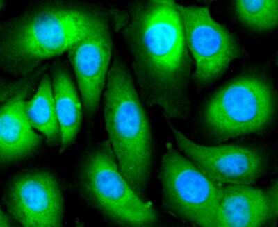 Immunocytochemistry/Immunofluorescence: CA125/MUC16 Antibody (SN69-06) [NBP2-67709] - Staining MUC16 in SW480 cells (green). The nuclear counter stain is DAPI (blue). Cells were fixed in paraformaldehyde, permeabilised with 0.25% Triton X100/PBS.