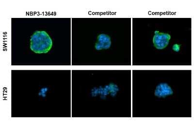<b>Independent Antibodies Validation. </b>Immunocytochemistry/Immunofluorescence: CA19-9/Sialyl Lewis A Antibody (GT174) [NBP3-13649] - CA19-9/Sialyl Lewis A antibody [GT174] detects CA19-9/Sialyl Lewis A protein at cell membrane by immunofluorescent analysis. Sample: SW1116 (high expression) and HT29 (low expression) cells were fixed in 4% paraformaldehyde at RT for 15 min. Green: CA19-9/Sialyl Lewis A stained by CA19-9/Sialyl Lewis A antibody [GT174] (NBP3-13649) diluted at 1:1000 and competitor's antibodydiluted at 1:1000. Blue: Fluoroshield with DAPI.