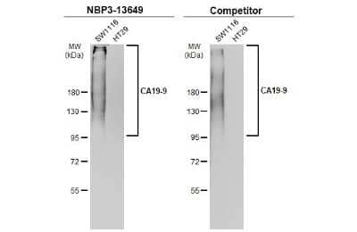 Western Blot: CA19-9/Sialyl Lewis A Antibody (GT174) [NBP3-13649] - Various whole cell extracts (30 ug) were separated by 7.5% SDS-PAGE, and the membranes were blotted with CA19-9/Sialyl Lewis A antibody [GT174] (NBP3-13649) diluted at 1:1000 and competitor's antibody diluted at 1:250. The HRP-conjugated anti-mouse IgG antibody (NBP2-19382) was used to detect the primary antibody.