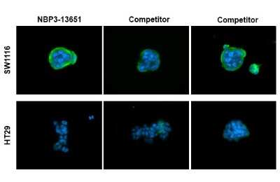 <b>Independent Antibodies Validation. </b>Immunocytochemistry/Immunofluorescence: CA19-9/Sialyl Lewis A Antibody (GT252) [NBP3-13651] - CA19-9/Sialyl Lewis A antibody [GT252] detects CA19-9/Sialyl Lewis A protein at cell membrane by immunofluorescent analysis. Sample: SW1116 (high expression) and HT29 (low expression) cells were fixed in 4% paraformaldehyde at RT for 15 min. Green: CA19-9/Sialyl Lewis A stained by CA19-9/Sialyl Lewis A antibody [GT252] (NBP3-13651) diluted at 1:1000 and competitor's antibody diluted at 1:1000. Blue: Fluoroshield with DAPI.