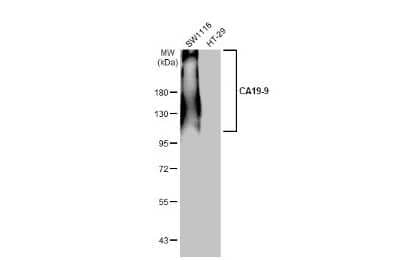 Western Blot: CA19-9/Sialyl Lewis A Antibody (GT252) [NBP3-13651] - Various whole cell extracts (30 ug) were separated by 7.5% SDS-PAGE, and the membrane was blotted with CA19-9/Sialyl Lewis A antibody [GT252] (NBP3-13651) diluted at 1:1000. The HRP-conjugated anti-mouse IgG antibody (NBP2-19382) was used to detect the primary antibody.