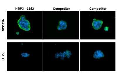 <b>Independent Antibodies Validation. </b>Immunocytochemistry/Immunofluorescence: CA19-9/Sialyl Lewis A Antibody (GT8510) [NBP3-13652] - Ca19-9 antibody [GT8510] detects CA19-9/Sialyl Lewis A protein at cell membrane by immunofluorescent analysis. Sample: SW1116 (high expression) and HT29 (low expression) cells were fixed in 4% paraformaldehyde at RT for 15 min. Green: CA19-9/Sialyl Lewis A stained by Ca19-9 antibody [GT8510] (NBP3-13652) diluted at 1:1000 and competitor's antibody diluted at 1:1000. Blue: Fluoroshield with DAPI.