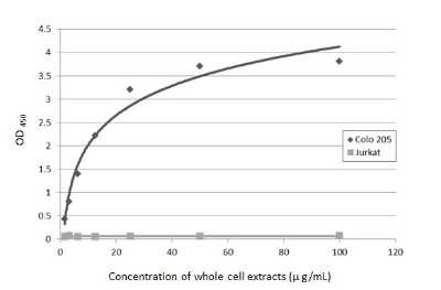 Sandwich ELISA: CA19-9/Sialyl Lewis A Antibody (GT8510) [NBP3-13652] - Sandwich ELISA detection of Colo 205 and Jurkat whole cell extracts using CA19-9/Sialyl Lewis A antibody [GTX933] (NBP3-13650) as capture antibody at concentration of 5 ug/mL and HRP-conjugated Ca19-9 antibody [GT8510] (NBP3-13652) as detection antibody at concentration of 1 ug/mL. Please notice that NBP3-13652 needs to be conjugated to HRP to function as the detection antibody when paired with NBP3-13650. Please contact us for custom HRP-conjugated antibody.