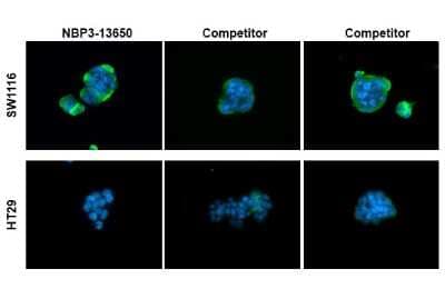 <b>Independent Antibodies Validation. </b>Immunocytochemistry/Immunofluorescence: CA19-9/Sialyl Lewis A Antibody (GT933) [NBP3-13650] - CA19-9/Sialyl Lewis A antibody [GT933] detects CA19-9/Sialyl Lewis A protein at cell membrane by immunofluorescent analysis. Sample: SW1116 (high expression) and HT29 (low expression) cells were fixed in 4% paraformaldehyde at RT for 15 min. Green: CA19-9/Sialyl Lewis A stained by CA19-9/Sialyl Lewis A antibody [GT933] (NBP3-13650) diluted at 1:1000 and competitor's antibody diluted at 1:1000. Blue: Fluoroshield with DAPI.