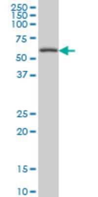 Western Blot: CABC1 Antibody (5A4) [H00056997-M03A] - Analysis of CABC1 expression in Hela S3 NE (Cat # L013V3).