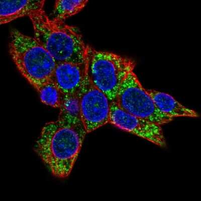 Immunocytochemistry/Immunofluorescence: CABC1 Antibody [NBP2-56006] - Staining of human cell line Hep G2 shows localization to mitochondria.