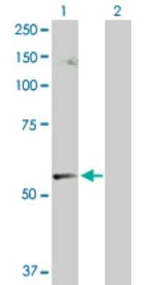 Western Blot: CABC1 Antibody [H00056997-D01P] - Analysis of CABC1 expression in transfected 293T cell line by CABC1 polyclonal antibody.Lane 1: CABC1 transfected lysate(71.90 KDa).Lane 2: Non-transfected lysate.