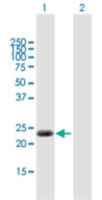 Western Blot: CABP7 Antibody [H00164633-B01P] - Analysis of CABP7 expression in transfected 293T cell line by CABP7 polyclonal antibody.  Lane 1: CABP7 transfected lysate(23.65 KDa). Lane 2: Non-transfected lysate.
