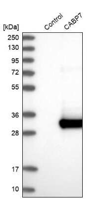 Western Blot: CABP7 Antibody [NBP2-30383] - Analysis in control (vector only transfected HEK293T lysate) and CABP7 over-expression lysate (Co-expressed with a C-terminal myc-DDK tag (3.1 kDa) in mammalian HEK293T cells).