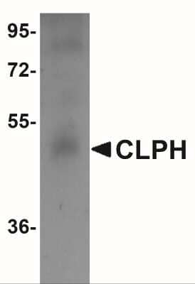 Western Blot: CABS1 Antibody [NBP1-77091] - Human testis tissue lysate at 1 ug/mL.