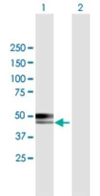 Western Blot: CABYR Antibody [H00026256-B01P] - Analysis of CABYR expression in transfected 293T cell line by CABYR polyclonal antibody.  Lane 1: CABYR transfected lysate(41.10 KDa). Lane 2: Non-transfected lysate.