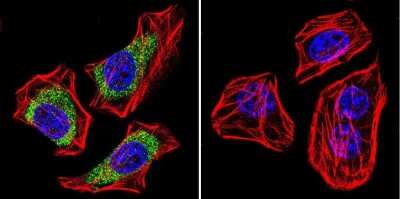 Immunocytochemistry/Immunofluorescence: CACNA2D1 Antibody (20A) [NB120-2864] - Cells were grown on chamber slides and fixed with formaldehyde prior to staining. Cells were probed without (control) or with a Dihydropyridine Receptor alpha-2 monoclonal antibody at a dilution of 1:100 overnight at 4 C, washed with PBS and incubated with a DyLight-488 conjugated secondary antibody and nuclei with DAPI (blue) is shown.