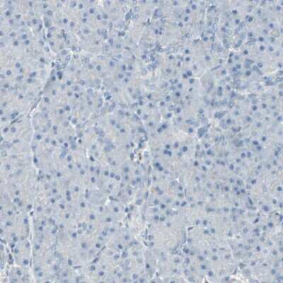 Immunohistochemistry-Paraffin: CACNA2D1 Antibody [NBP1-86683] - Staining of human pancreas shows no positivity in exocrine glandular cells as expected.