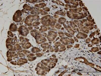 Immunohistochemistry-Paraffin: CACNA2D2 Antibody (3A4) [H00009254-M05] - Analysis of monoclonal antibody to CACNA2D2 on formalin-fixed paraffin-embedded human pancreas. Antibody concentration 3 ug/ml