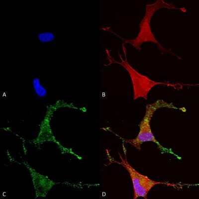 Immunocytochemistry/Immunofluorescence: CACNB2 Antibody (N8b/1) [NBP1-47607] - Immunocytochemistry/Immunofluorescence analysis using Mouse Anti-Cav beta 2 Monoclonal Antibody, Clone S8B-1 (NBP1-47607). Tissue: Neuroblastoma cells (SH-SY5Y). Species: Human. Fixation: 4% PFA for 15 min. Primary Antibody: Mouse Anti-Cav beta 2 Monoclonal Antibody (NBP1-47607) at 1:50 for overnight at 4C with slow rocking. Secondary Antibody: AlexaFluor 488 at 1:1000 for 1 hour at RT. Counterstain: Phalloidin-iFluor 647 (red) F-Actin stain; Hoechst (blue) nuclear stain at 1:800, 1.6mM for 20 min at RT. (A) Hoechst (blue) nuclear stain. (B) Phalloidin-iFluor 647 (red) F-Actin stain. (C) Cav beta 2 Antibody (D) Composite.