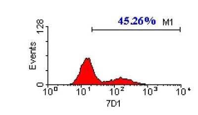 Flow Cytometry: CACNB3 Antibody (7D1) [NBP3-13514] - FACS analysis of cos1 cells tranfected with CACNB3 using NBP3-13514 CACNB3 antibody [7D1].