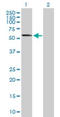 Western Blot: CACNB4 Antibody [H00000785-B01P] - Analysis of CACNB4 expression in transfected 293T cell line by CACNB4 polyclonal antibody.  Lane 1: CACNB4 transfected lysate(57.2 KDa). Lane 2: Non-transfected lysate.
