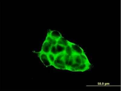 Immunocytochemistry/Immunofluorescence: CACNG3 Antibody [H00010368-B01P] - Analysis of purified antibody to CACNG3 on 293 cell. (antibody concentration 1 ug/ml)