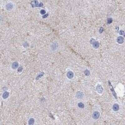 Immunohistochemistry-Paraffin: CACNG3 Antibody [NBP3-17047] - Staining of human cerebral cortex shows high expression.