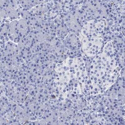 Immunohistochemistry-Paraffin: CACNG3 Antibody [NBP3-17047] - Staining of human pancreas shows low expression as expected.