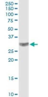 Western Blot: CACNG3 Antibody [H00010368-B01P] - Analysis of CACNG3 expression in HeLa.