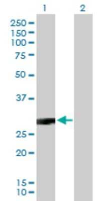 Western Blot: CACNG3 Antibody [H00010368-B01P] - Analysis of CACNG3 expression in transfected 293T cell line by CACNG3 polyclonal antibody.  Lane 1: CACNG3 transfected lysate(35.50 KDa). Lane 2: Non-transfected lysate.