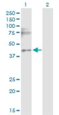 Western Blot: CACNG3 Antibody [H00010368-D01P] - Analysis of CACNG3 expression in transfected 293T cell line by CACNG3 polyclonal antibody.Lane 1: CACNG3 transfected lysate(35.50 KDa).Lane 2: Non-transfected lysate.