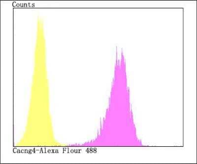Flow Cytometry: CACNG4 Antibody [NBP2-76920] - Flow cytometric analysis of SH-SY5Y cells with Cacng4 antibody at 1/100 dilution (fuchsia) compared with an unlabelled control (cells without incubation with primary antibody; yellow). Alexa Fluor 488-conjugated goat anti-rabbit IgG was used as the secondary antibody.