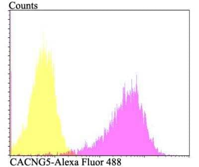 Flow Cytometry: CACNG5 Antibody [NBP2-76921] - Flow cytometric analysis of PANC-1 cells with CACNG5 antibody at 1/100 dilution (fuchsia) compared with an unlabelled control (cells without incubation with primary antibody; yellow). Alexa Fluor 488-conjugated goat anti-rabbit IgG was used as the secondary antibody.