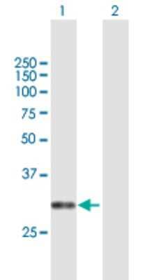 Western Blot: CACNG6 Antibody [H00059285-B01P] - Analysis of CACNG6 expression in transfected 293T cell line by CACNG6 polyclonal antibody.  Lane 1: CACNG6 transfected lysate(28.6 KDa). Lane 2: Non-transfected lysate.